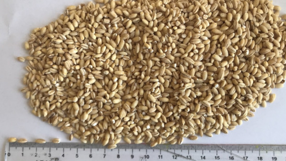 Hulled BARLEY