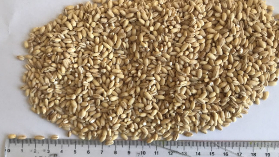 Hulled BARLEY